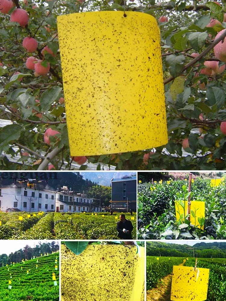 Double-sided Insect Trap and Insecticide Board (🎁10Pcs/Set)